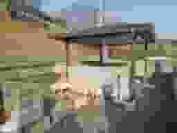 八事林泉寺墓地