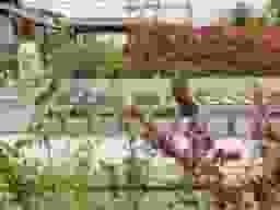 白華墓地
