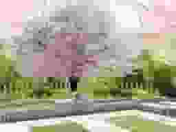 メモリアルパーク中野