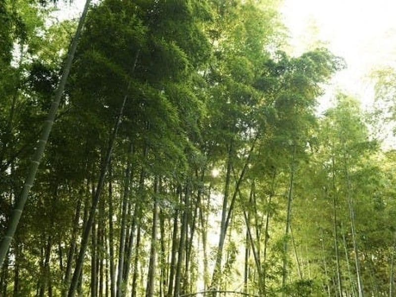 眞福寺
