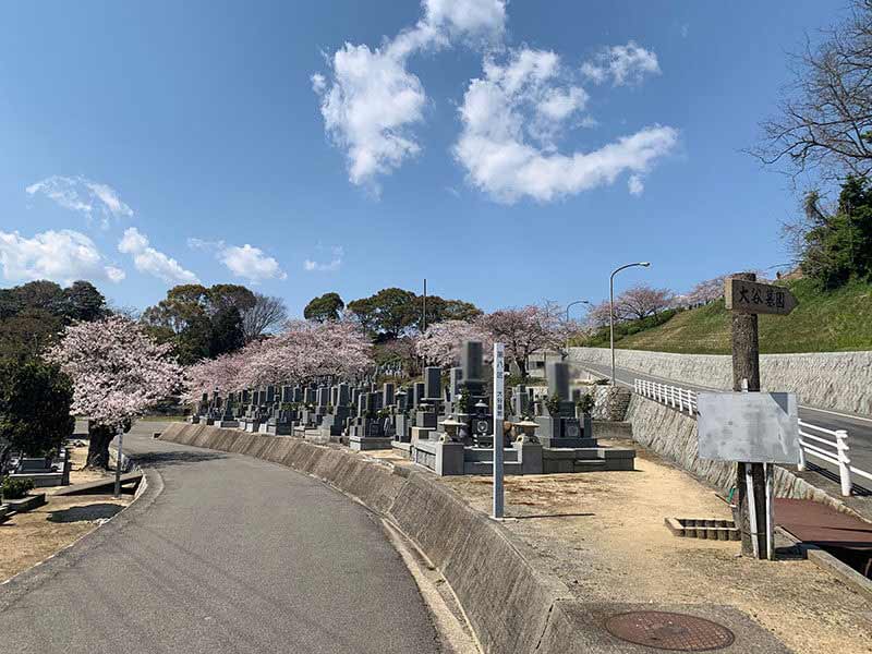 今治市営 大谷墓地　桜が咲き誇る墓地内