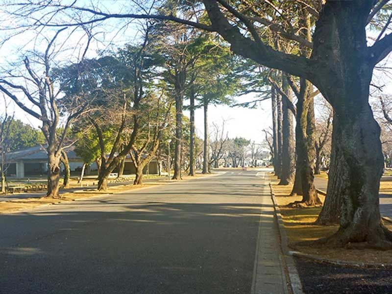 桜木霊園前の並木道