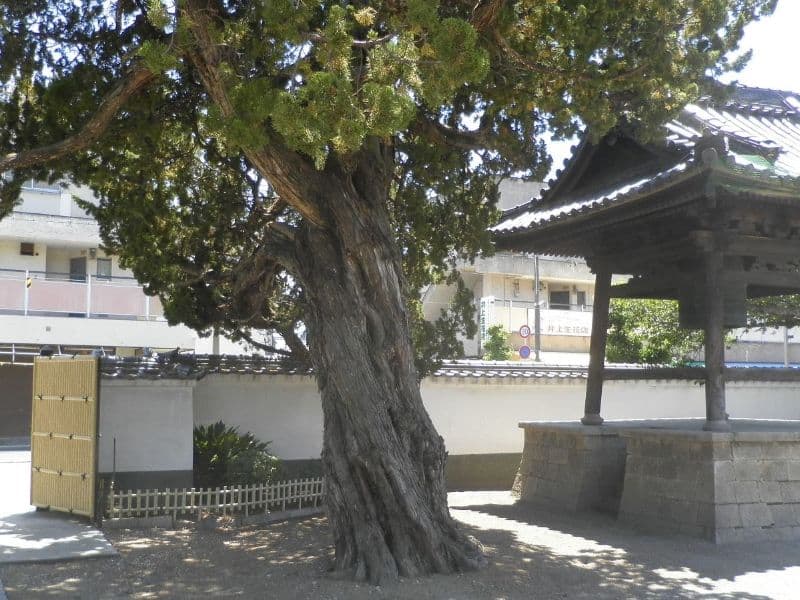 貝塚円光寺