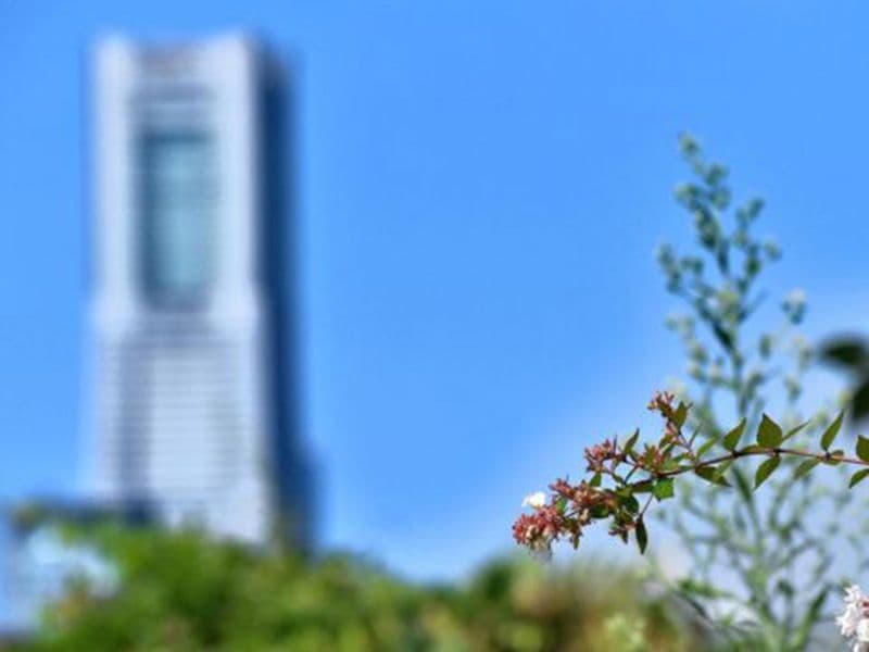 横浜令和の杜