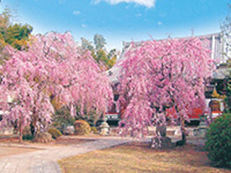 勸音寺