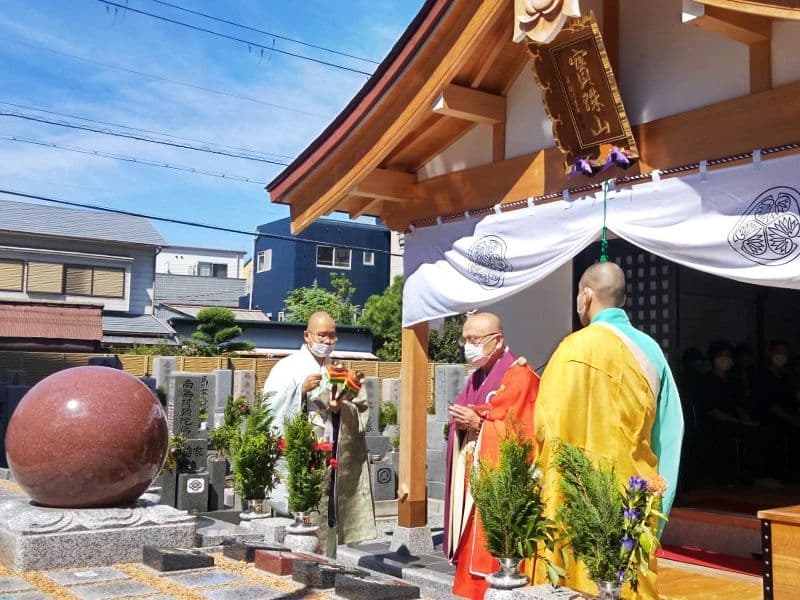新高の紫苑