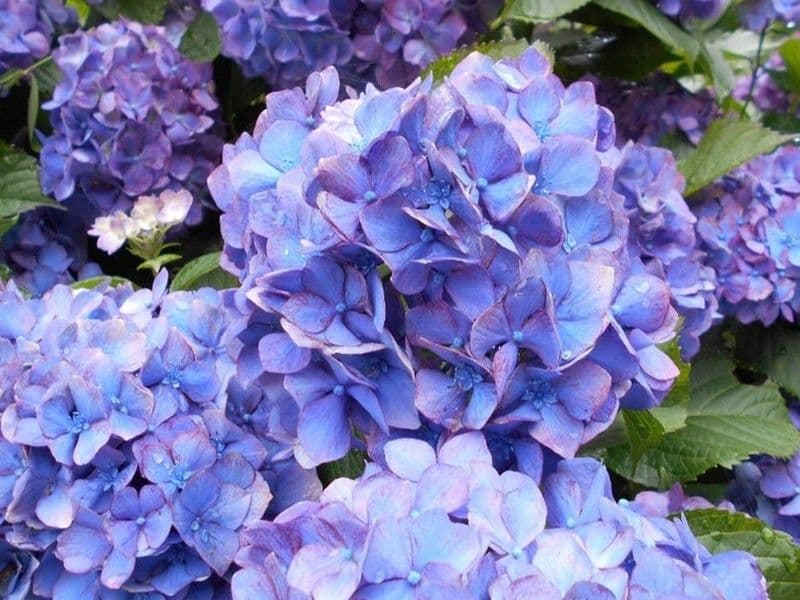 足利あじさいの郷 吉祥寺